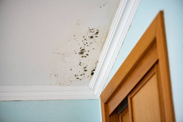Best Residential Mold Remediation in New Berlin, WI