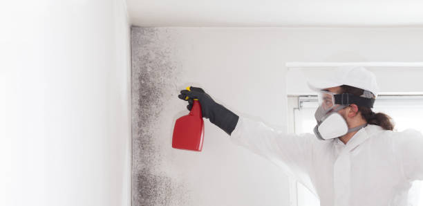 Trusted New Berlin, WI Mold Remediation Experts
