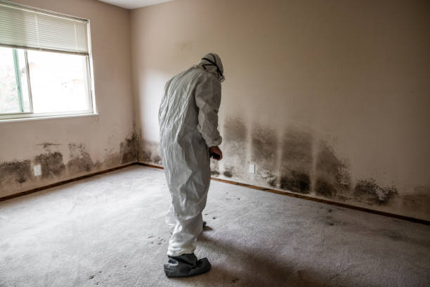 Best Post-Flood Mold Remediation in New Berlin, WI